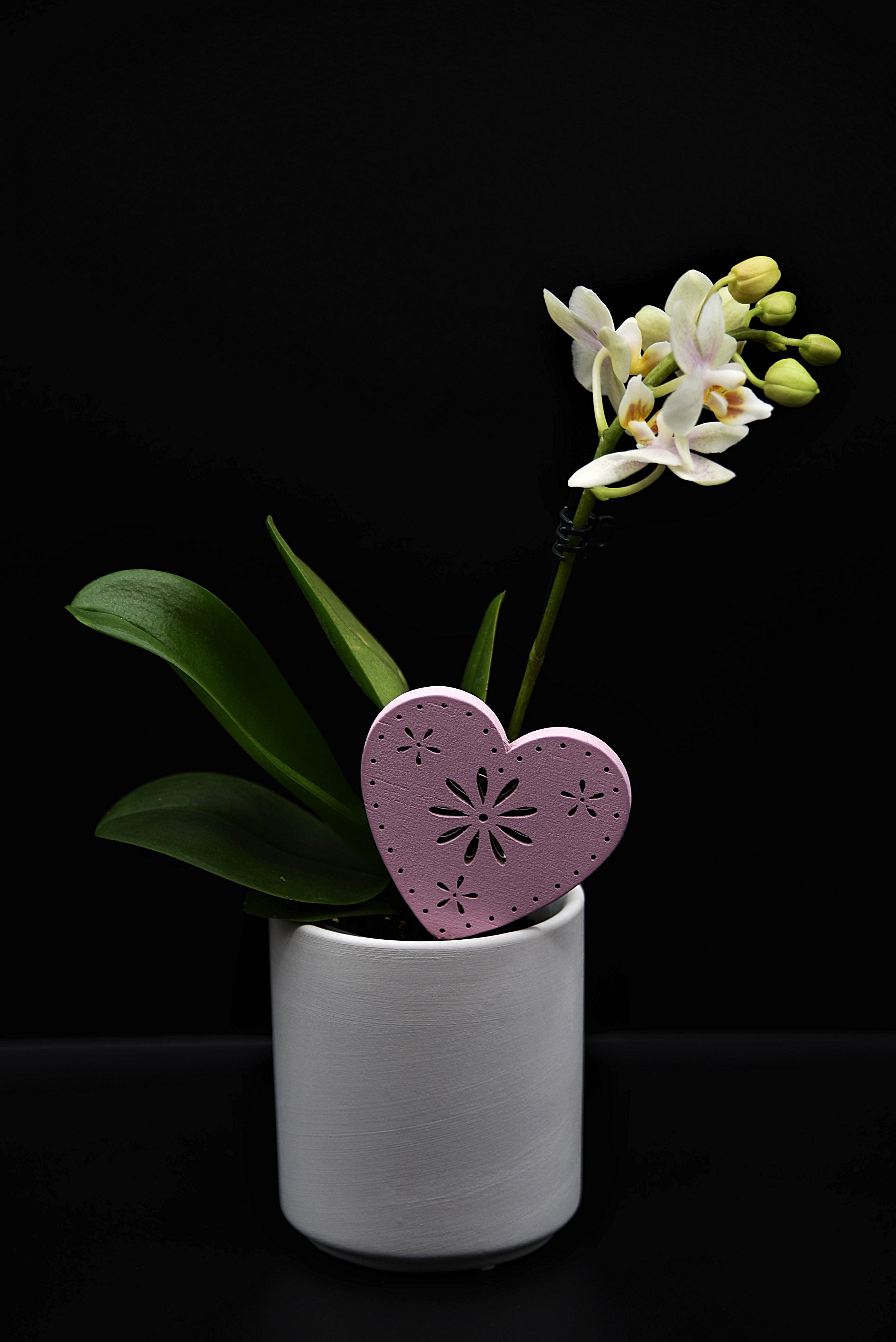 Phalaenopsis Orchidee